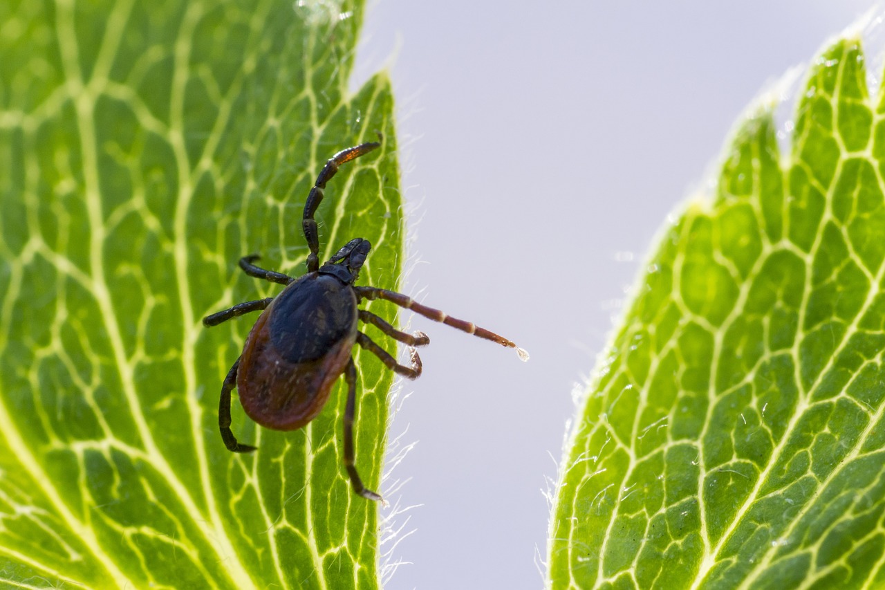 Climate Change and the Escalation of Tick-borne Diseases